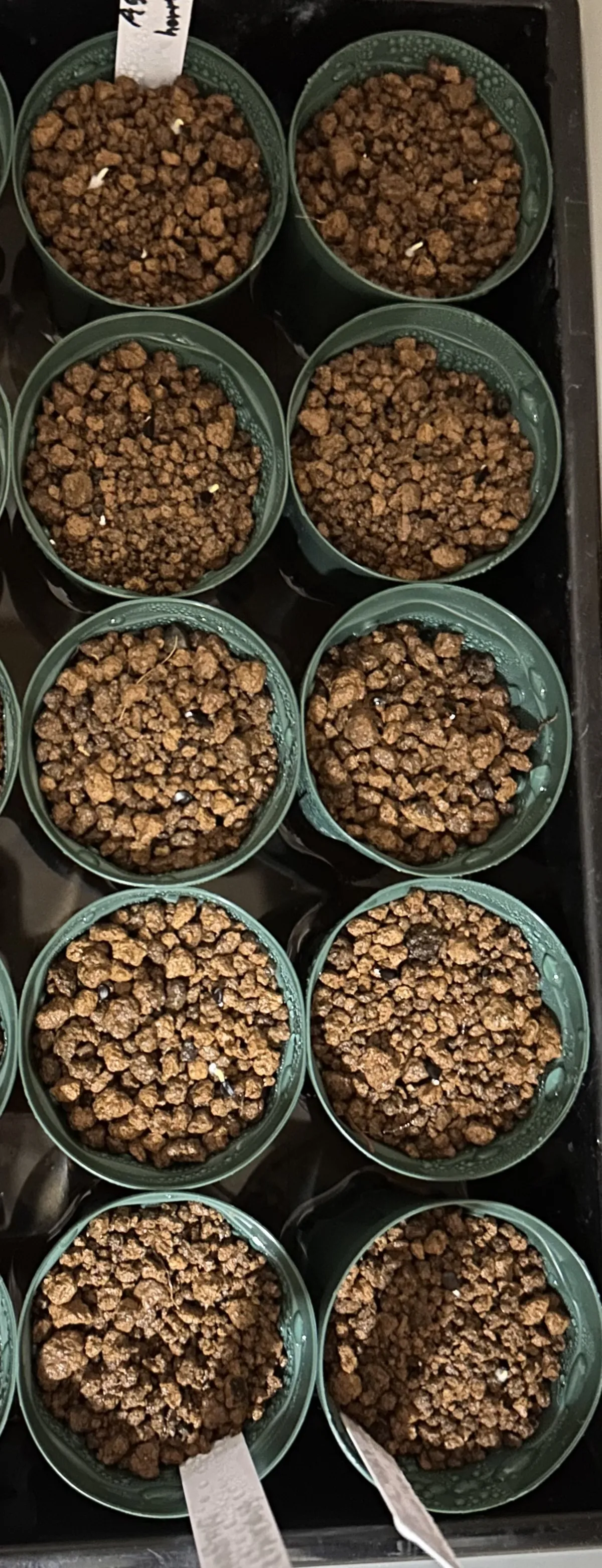 Agave horrida ssp. horrida (アガベ ホリダ)