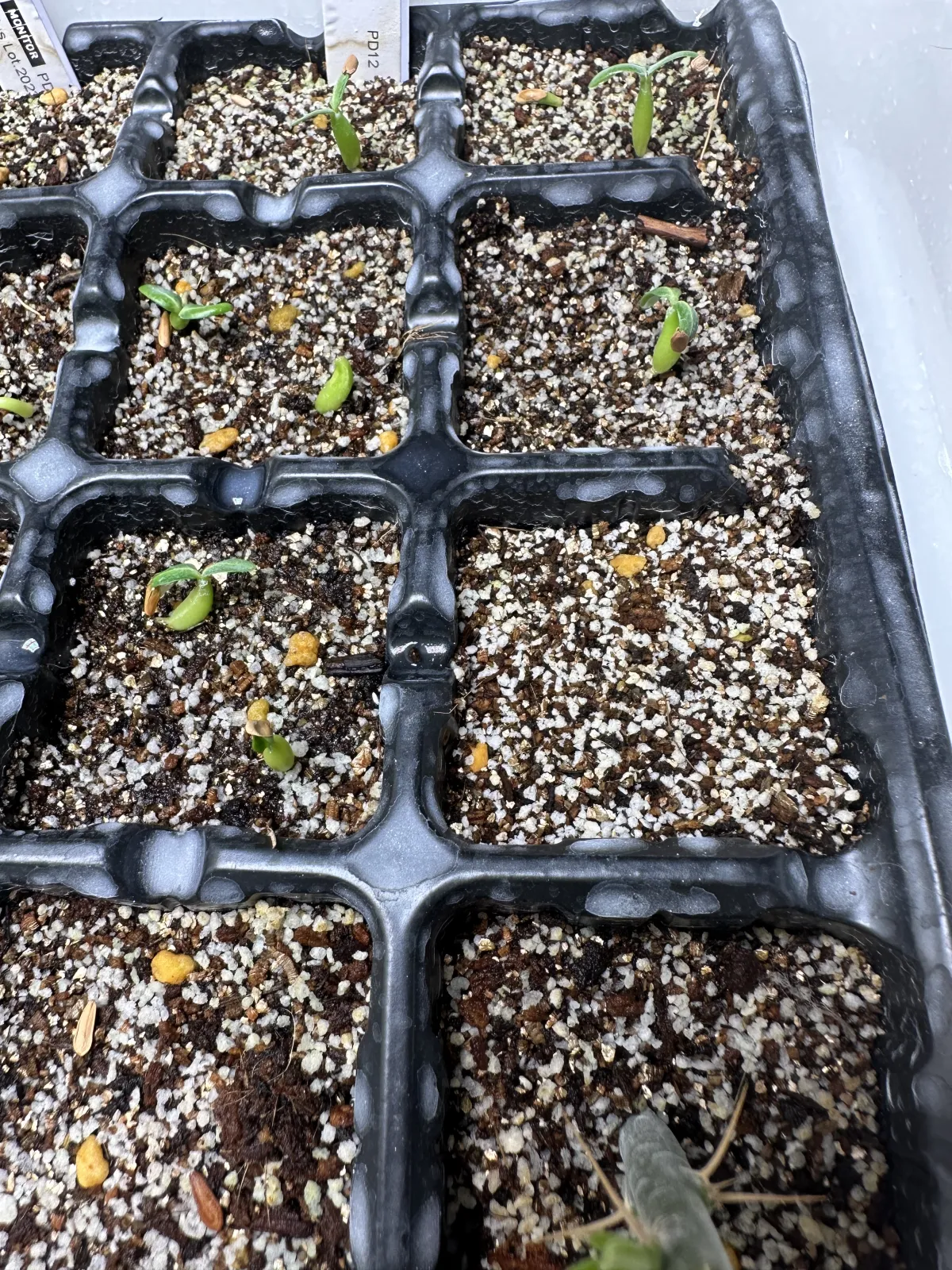 Pachypodium rosulatum ssp. cactipes (パキポディウム カクチペス)