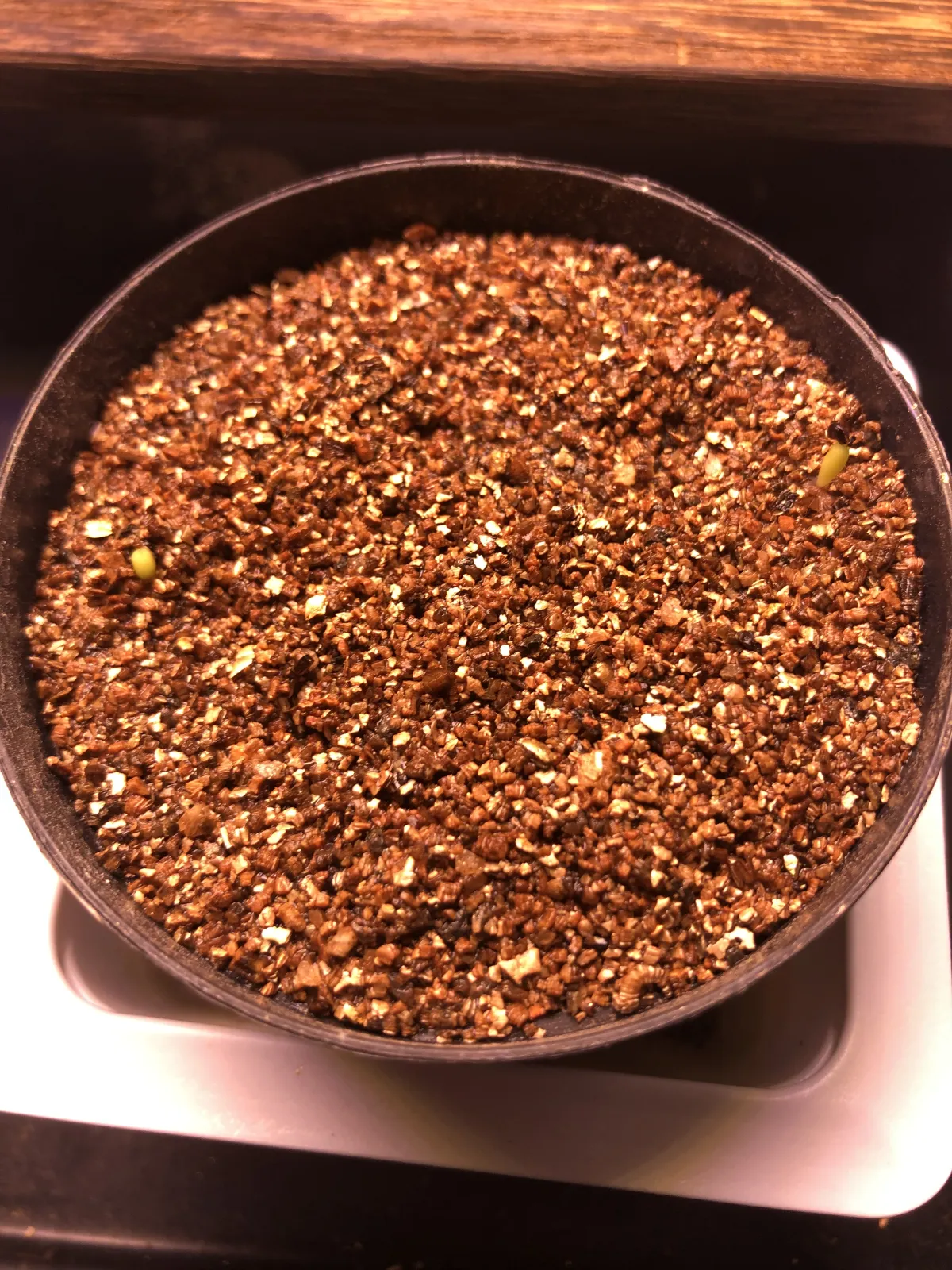 Uebelmannia pectinifera var. multicostata (ユーベルマニア ムルチコスタータ)