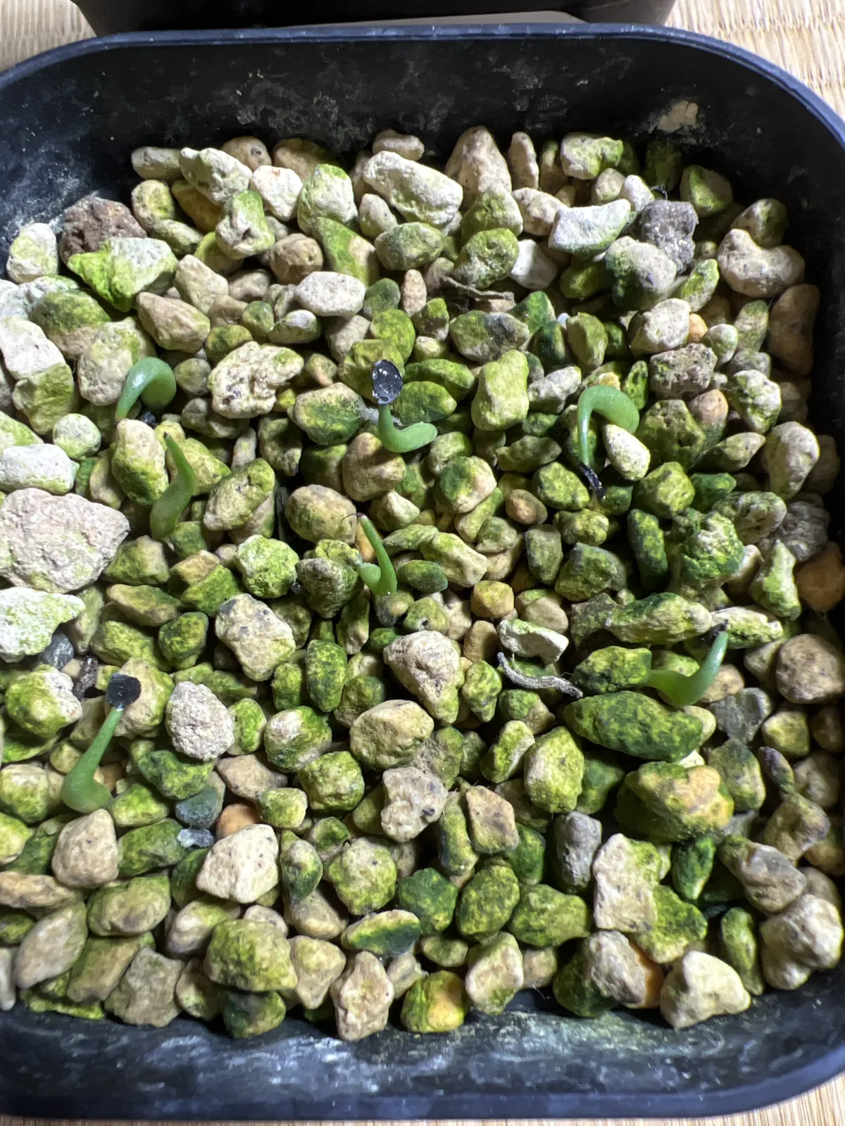 Agave titanota 'Blue' (アガベ チタノタブルー)