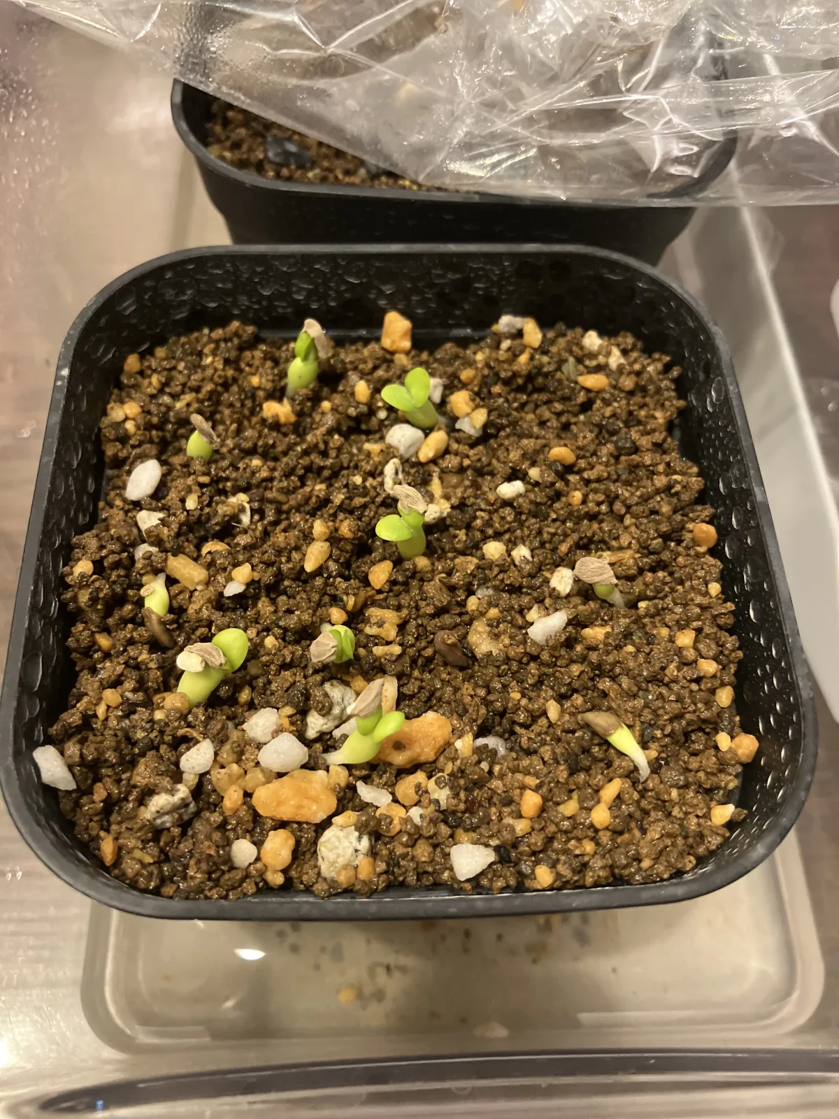 Pachypodium succulentum (パキポディウム サキュレンタム 天馬空)