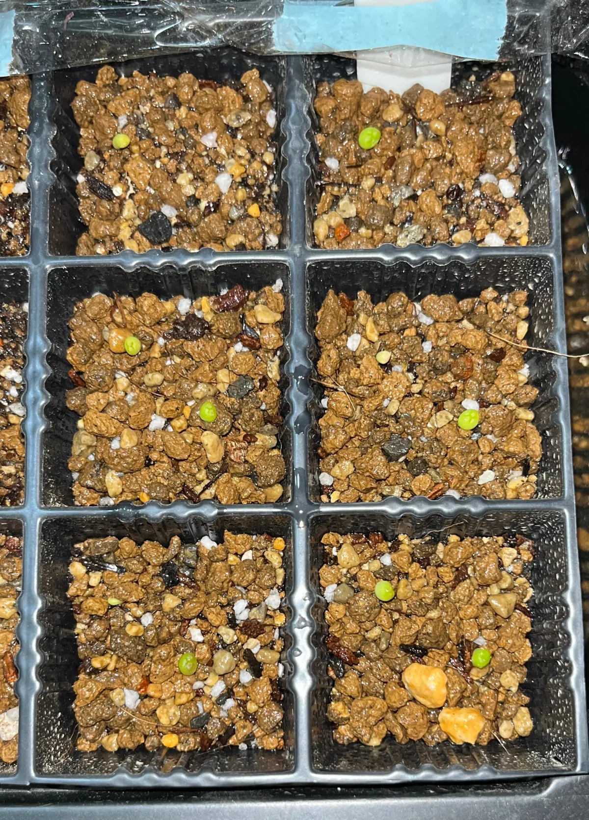 Astrophytum asterias (アストロフィツム ゴンザレス)