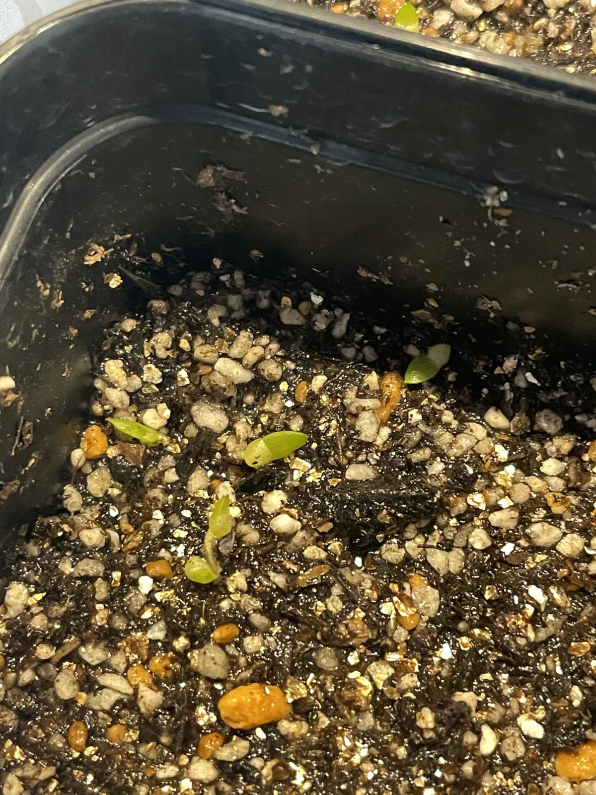 Aloe suprafoliata (アロエ スプラフォリアータ)