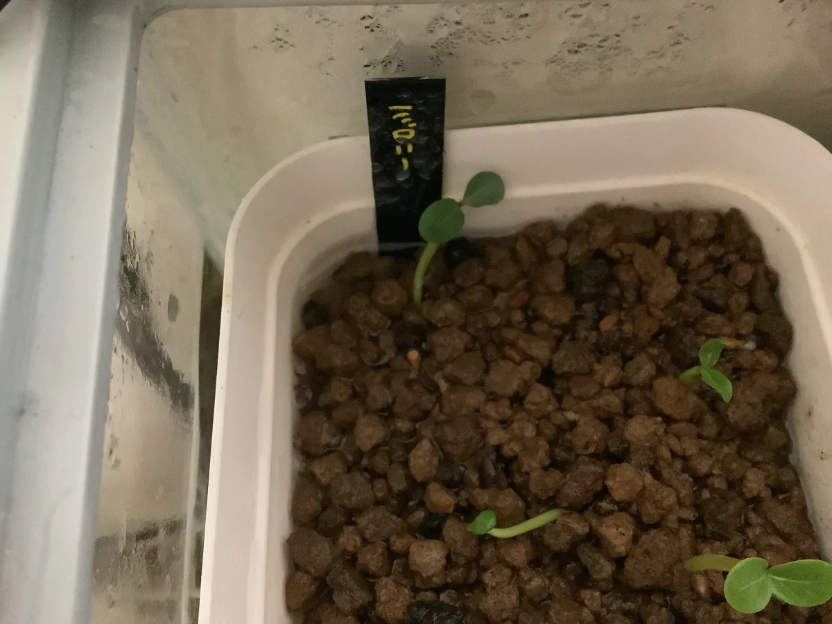 Pachypodium baronii (パキポディウム バロニー)