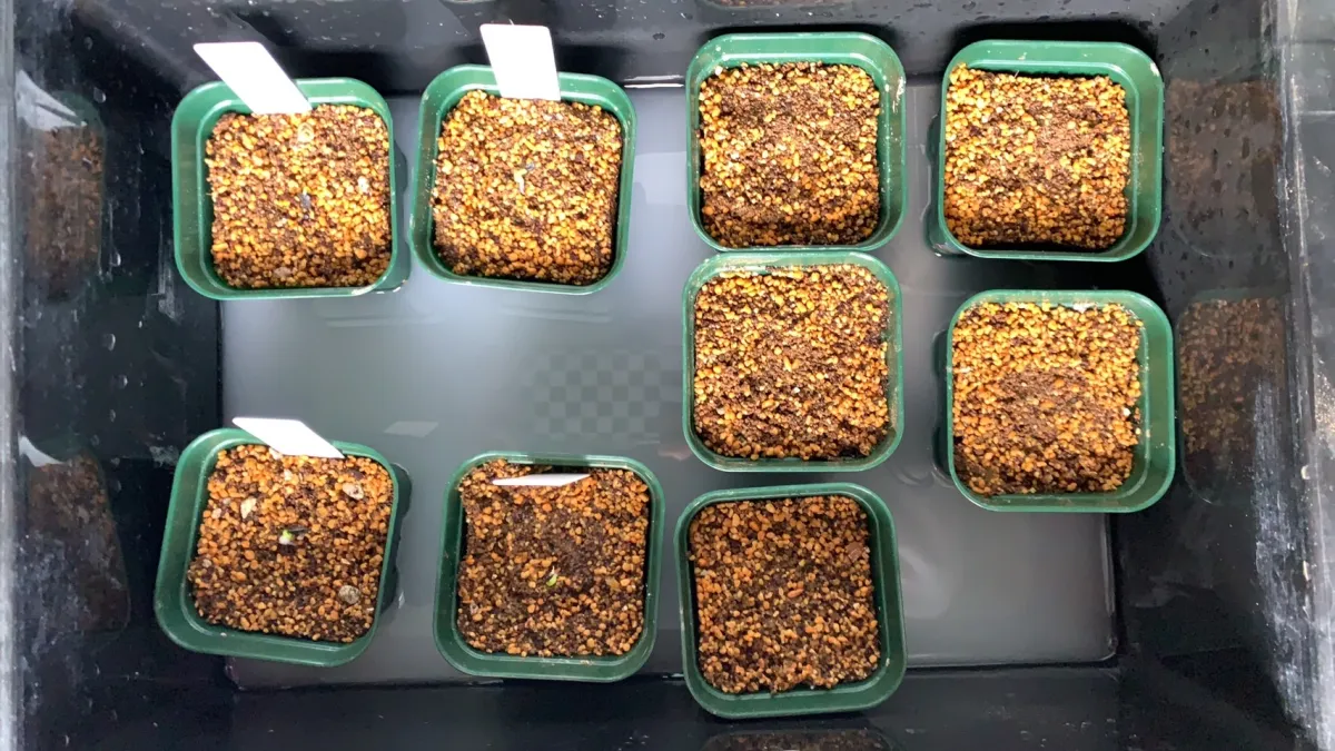 Pachypodium horombense (パキポディウム ホロンベンセ)