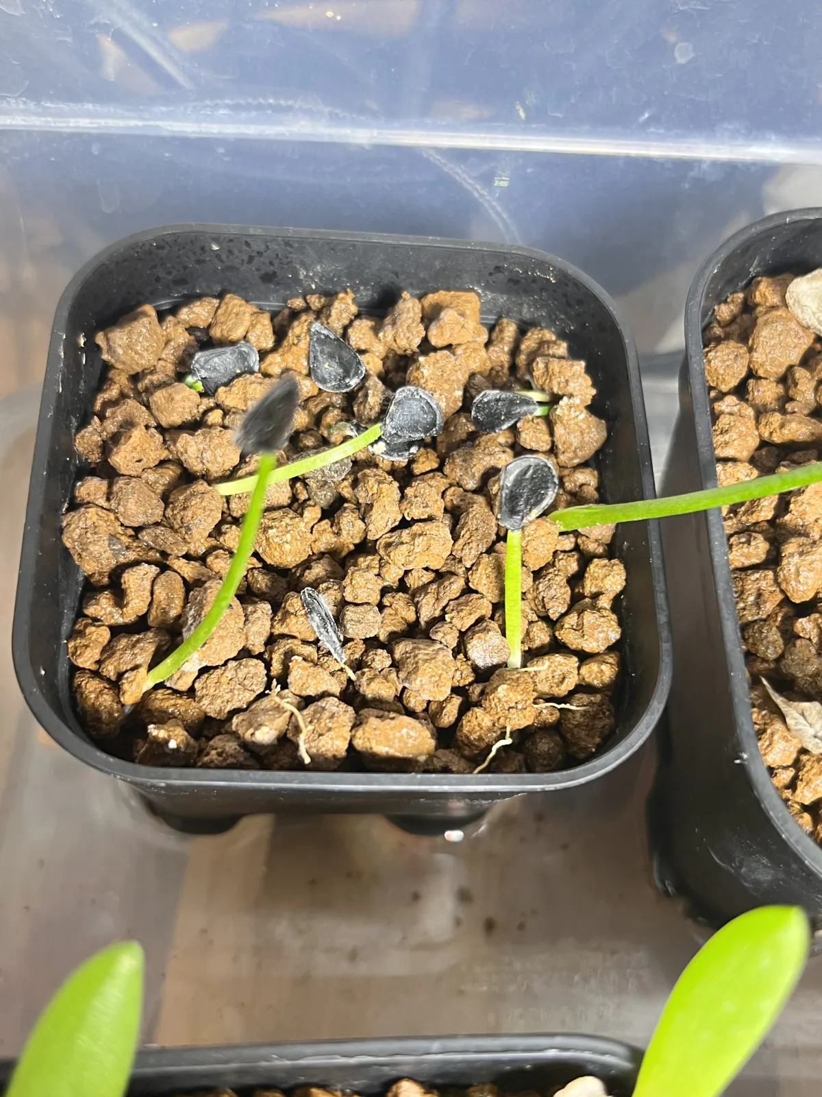 Agave americana ssp. protoamericana (アガベ プロトアメリカーナ)