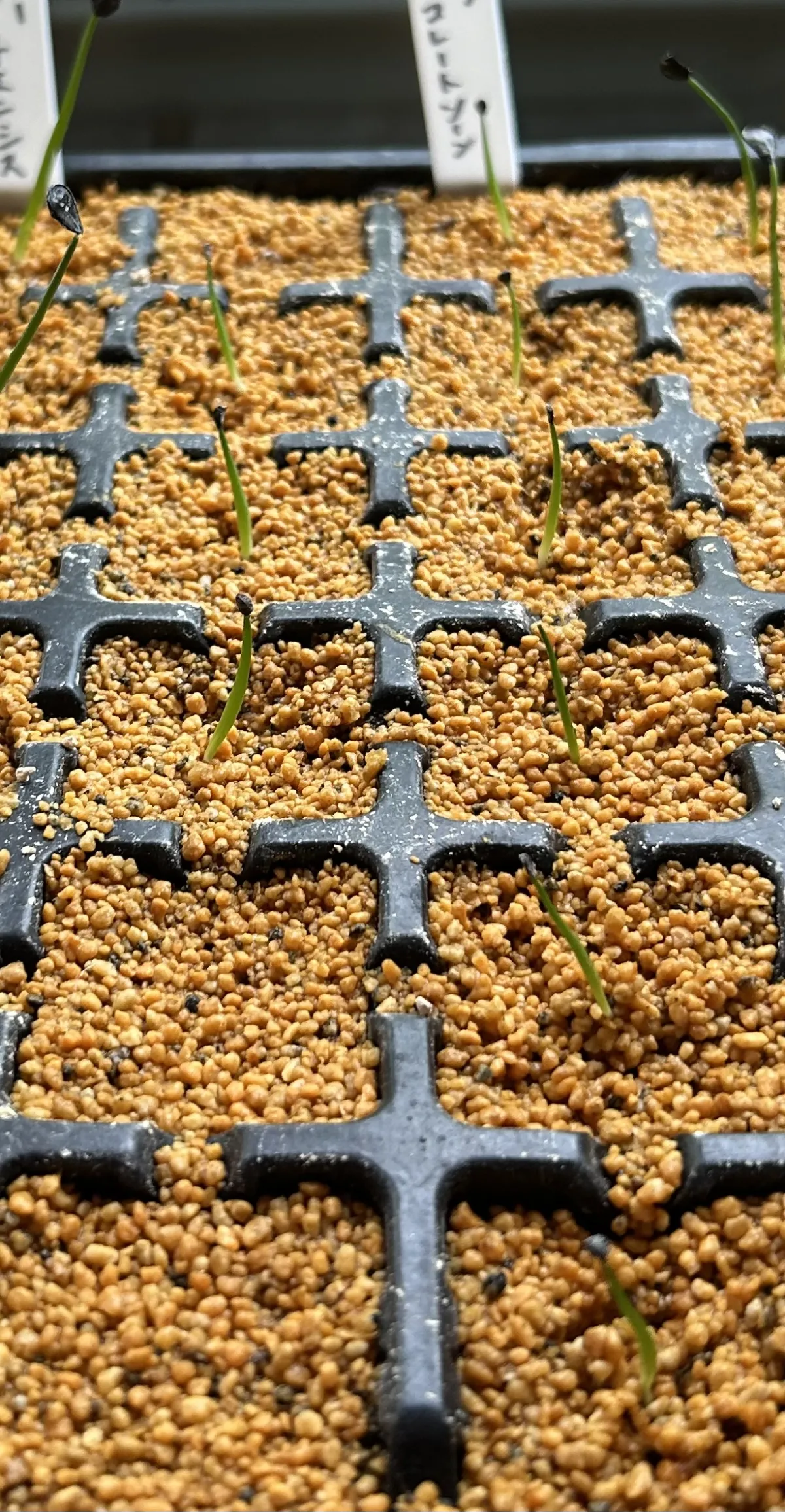 Agave horrida 'Chocolate Thorn' (アガベ ホリダ チョコレートソーン)