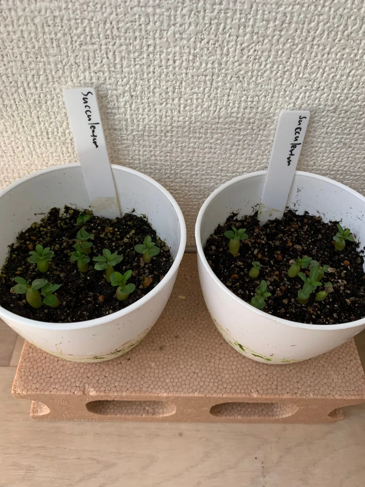 Pachypodium succulentum (パキポディウム サキュレンタム 天馬空)