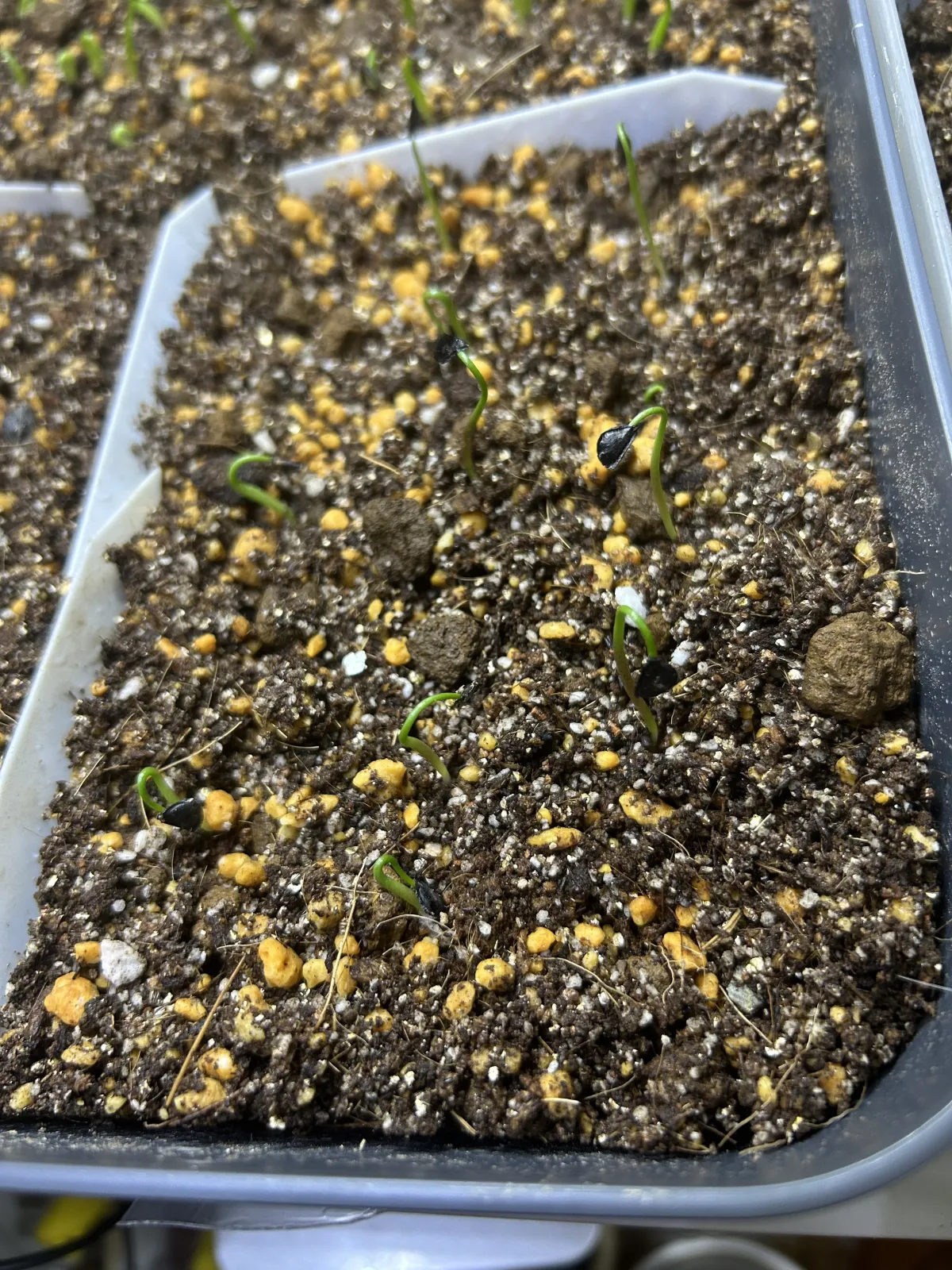 Agave pachycentra (アガベ パキセントラ)