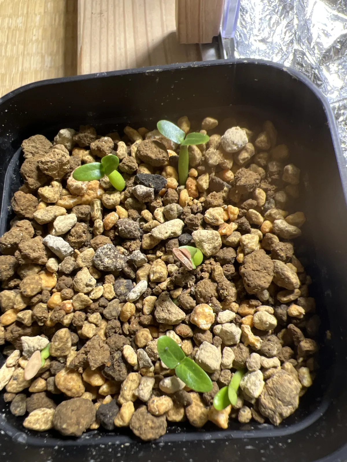 Pachypodium horombense (パキポディウム ホロンベンセ)