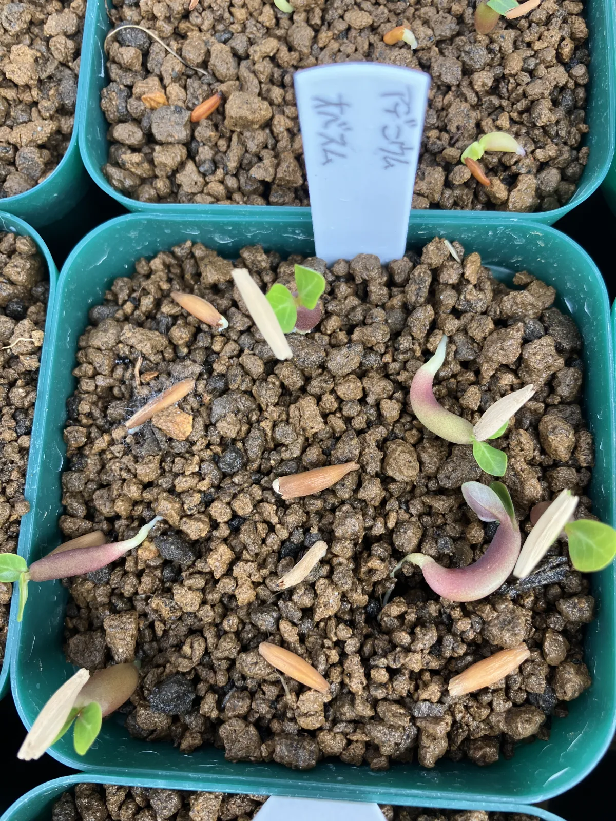 Adenium obesum (アデニウム オベスム)