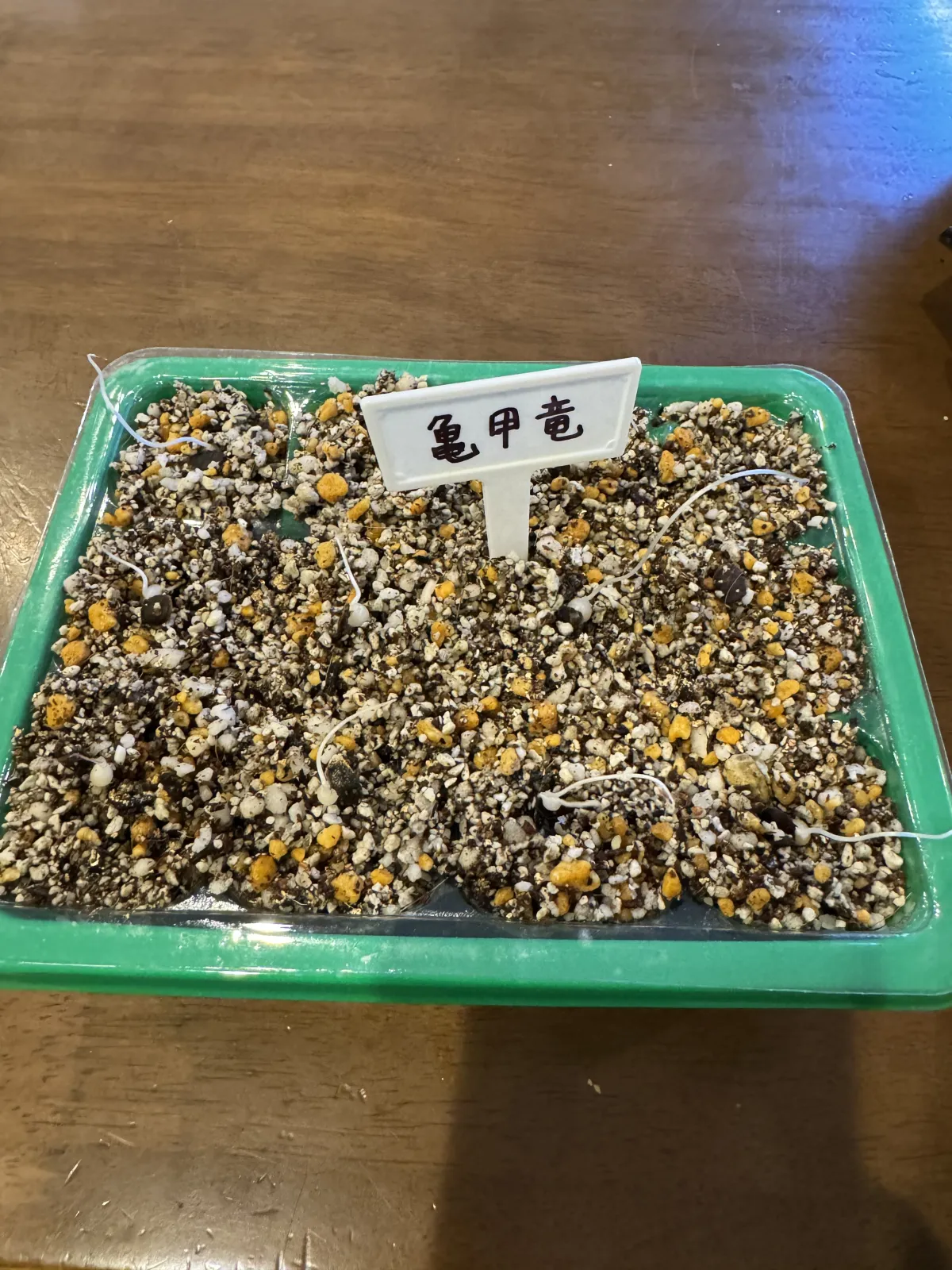 Dioscorea elephantipes (ディオスコレア エレファンティペス2023F)