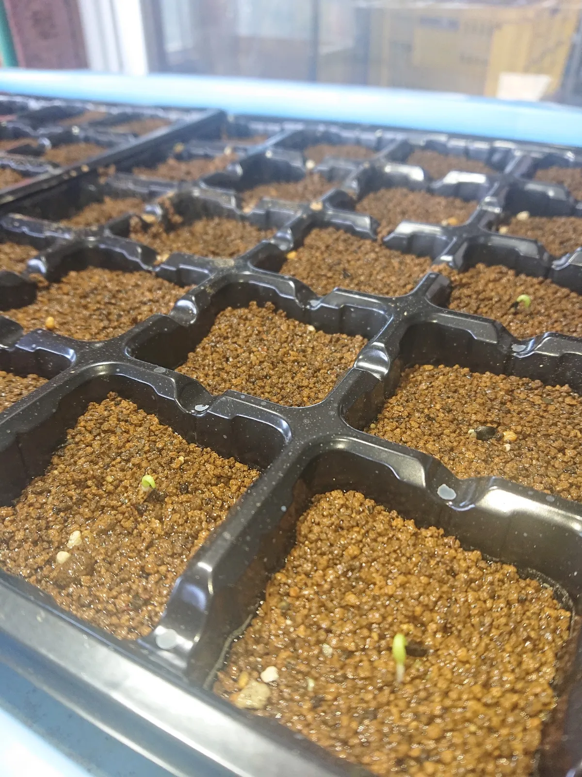 Agave oteroi (アガベ オテロイ)