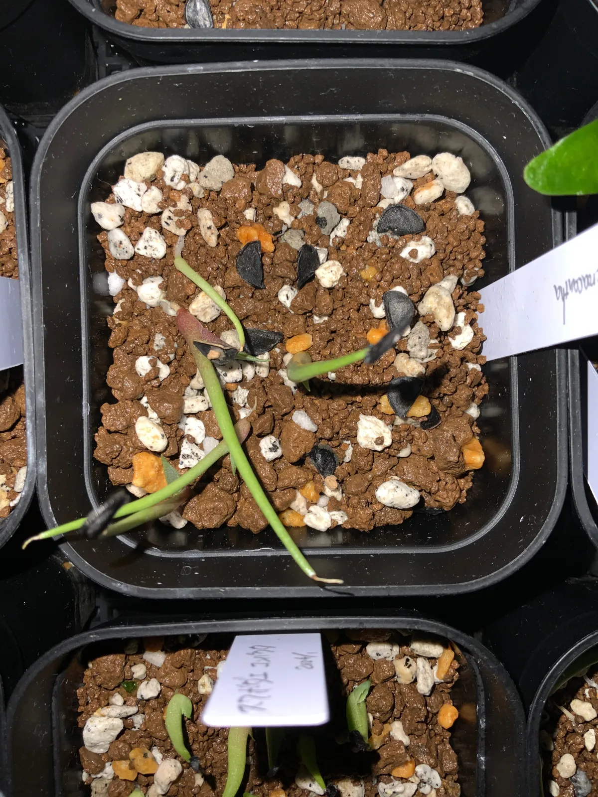 Agave macroacantha (アガベ マクロアカンサ 八荒殿)