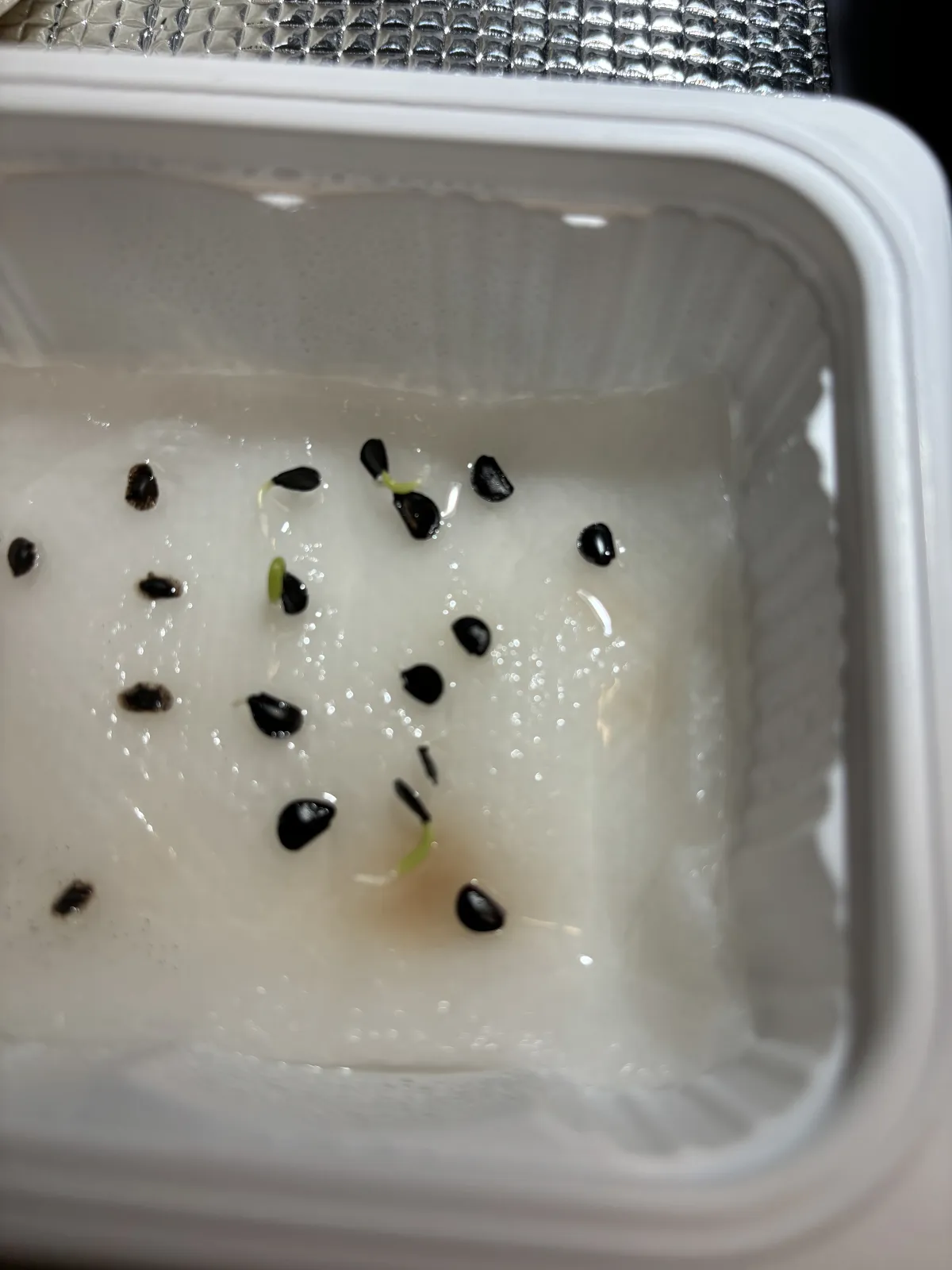 Agave ovatifolia (アガベ オバティフォリア)