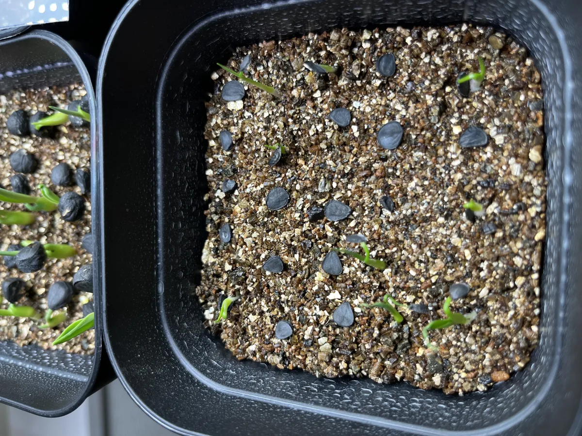 Yucca rostrata (ユッカ ロストラータ)