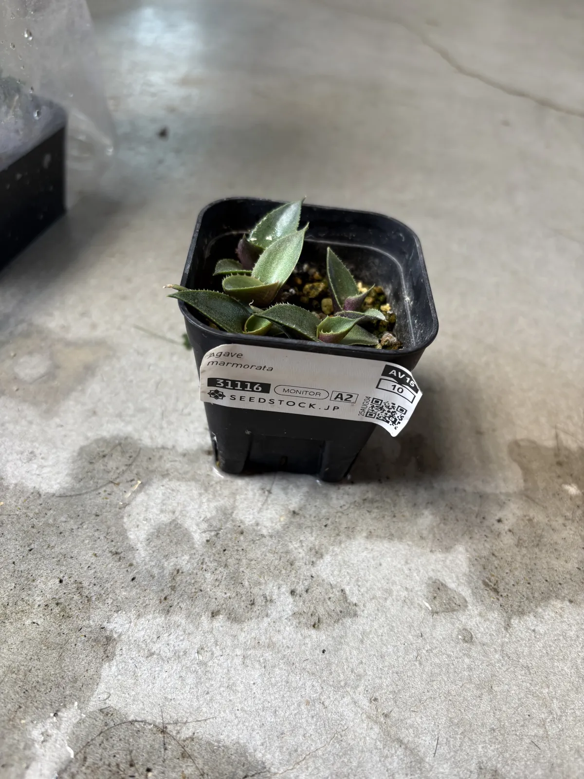 Agave marmorata (アガベ マルモラータ)