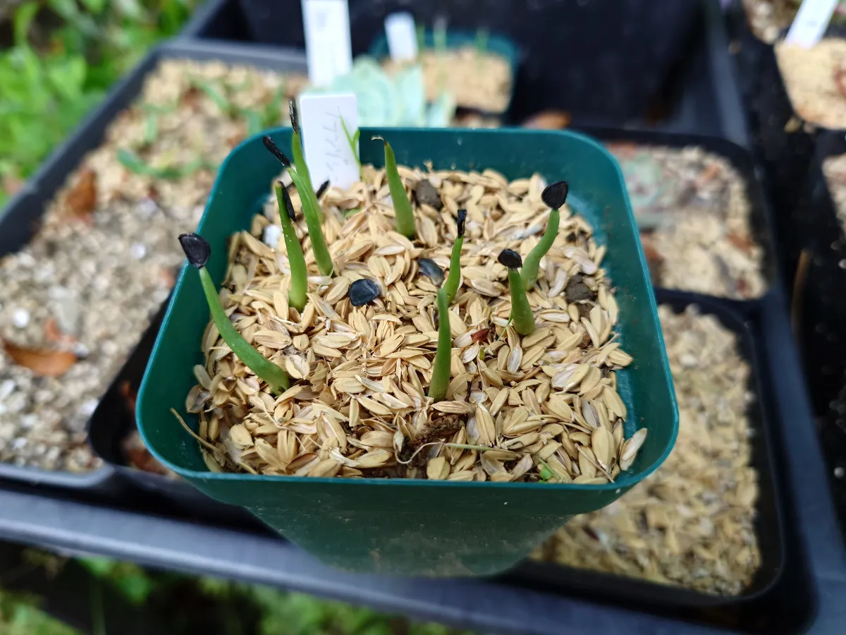 Agave americana var. franzosinii (アガベ フランゾシニー)