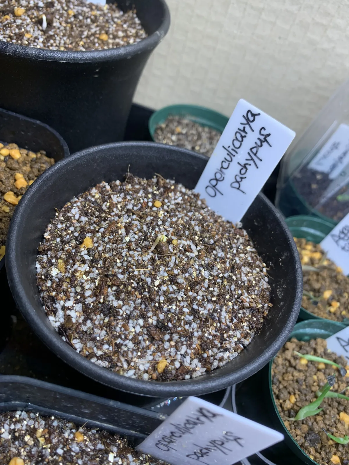 Operculicarya pachypus (オペルクリカリア パキプス)