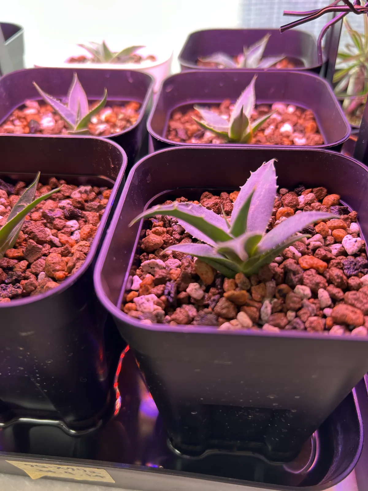 Agave utahensis var. eborispina 'Corkscrew' (アガベ ユタエンシスコークスクリュー)