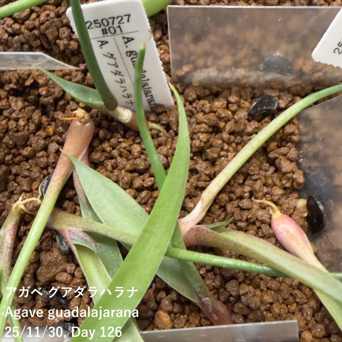 Agave guadalajarana (アガベ グアダラハラナ)