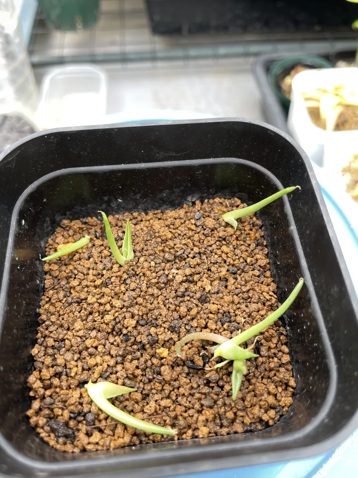 Agave filifera var. compacta (アガベ フィリフェラコンパクタ)