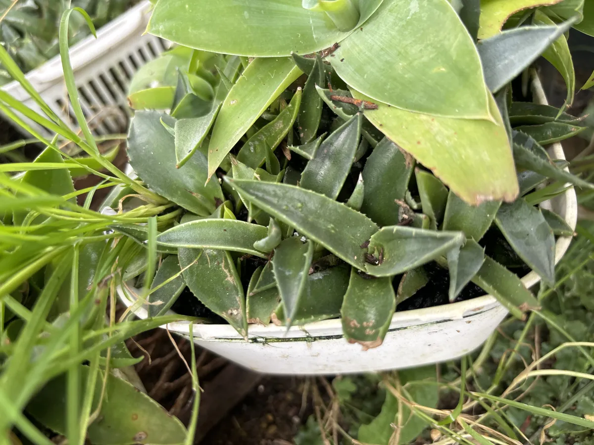 Agave montana (アガベ モンタナ)