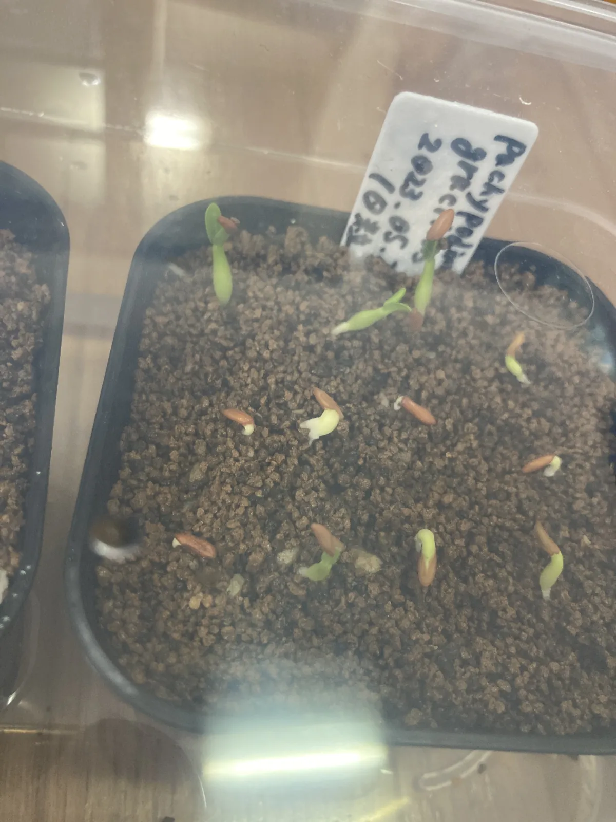 Pachypodium rosulatum var. gracilius (パキポディウム グラキリス)