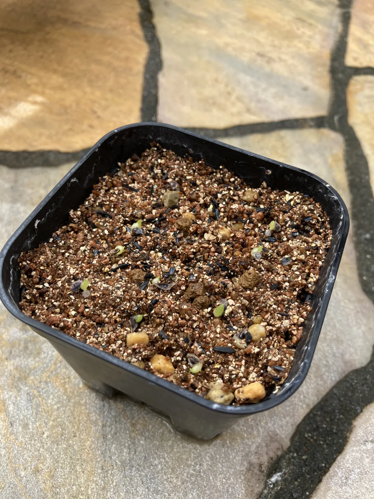 Aloe broomii (アロエ ブルーミー)