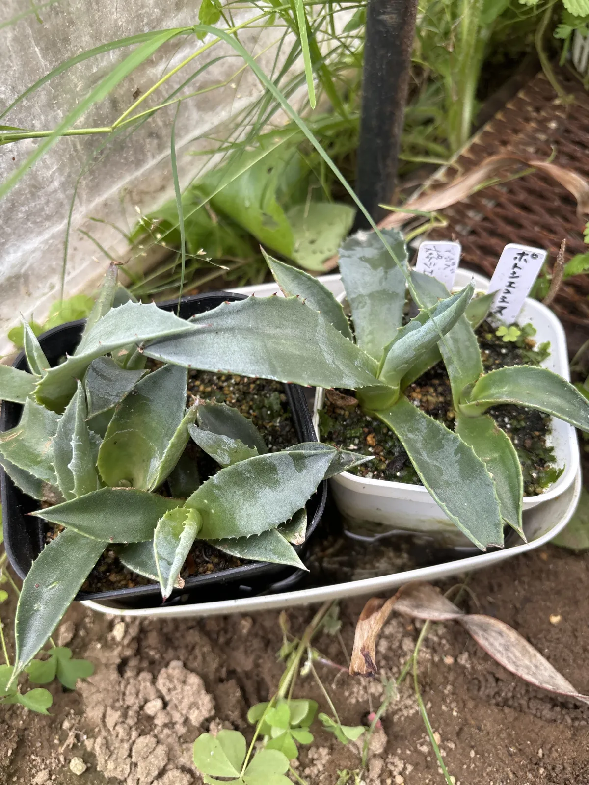 Agave asperrima subsp. potosiensis (アガベ ポトアスペリーマ ポトシエンシス)