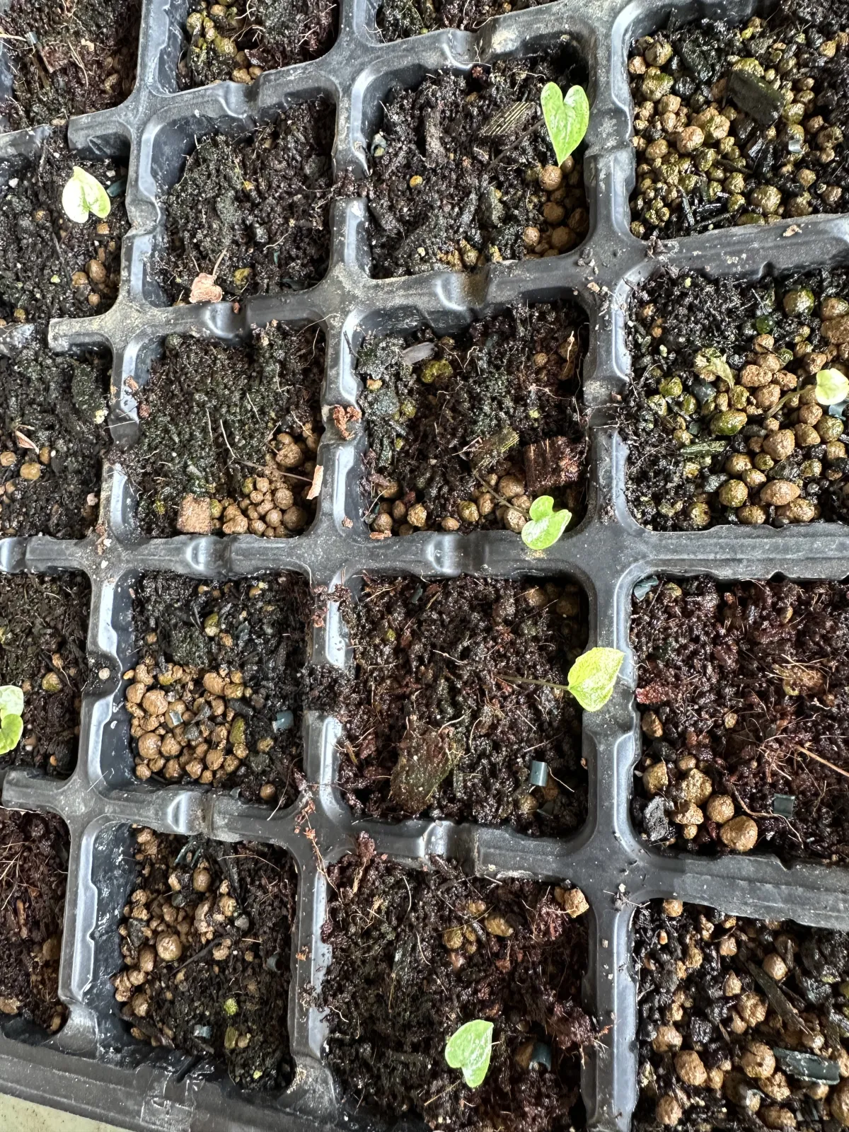 Dioscorea elephantipes (ディオスコレア エレファンティペス アフリカ亀甲竜)