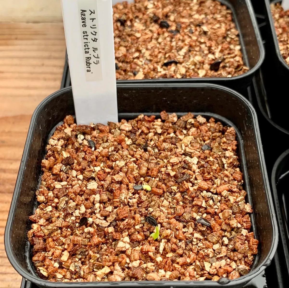 Agave stricta rubra (アガベ ストリクタ ルブラ)