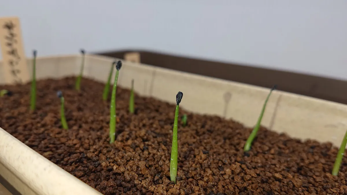 Agave utahensis var. nevadensis (アガベ ユタエンシス ネヴァデンシス)