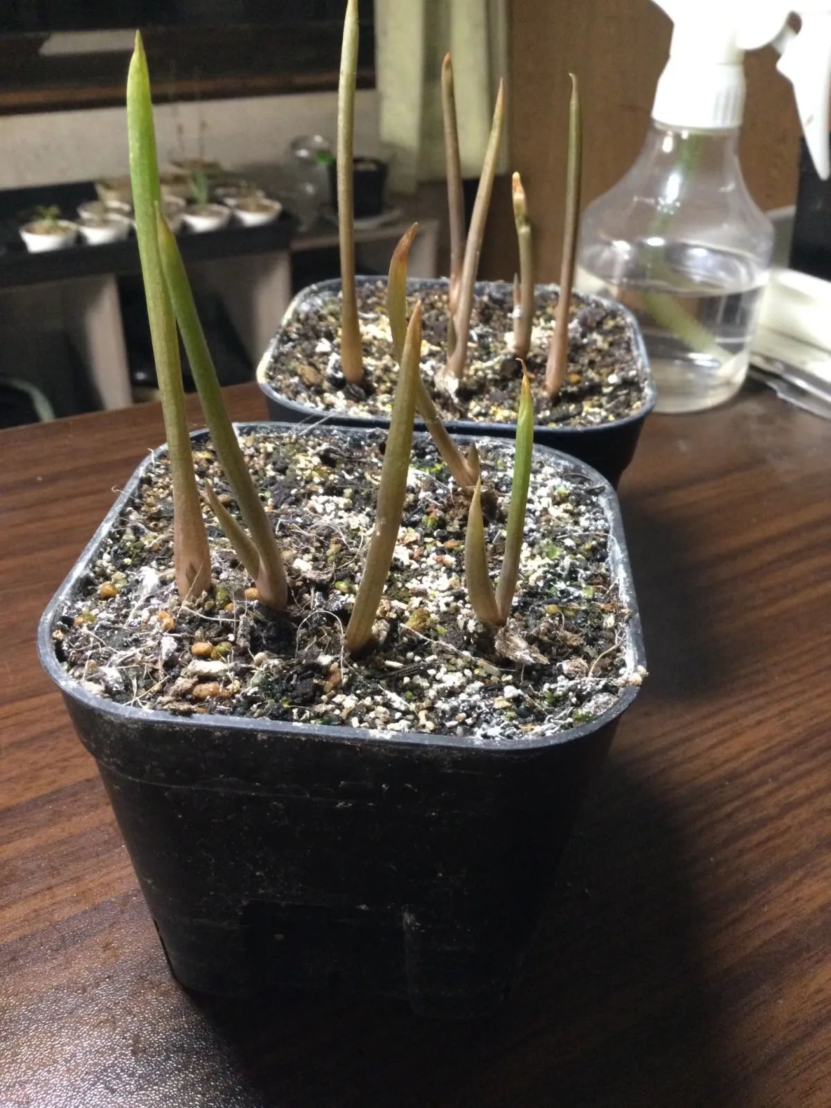 Aloe suzannae (アロエ スザンナエ)