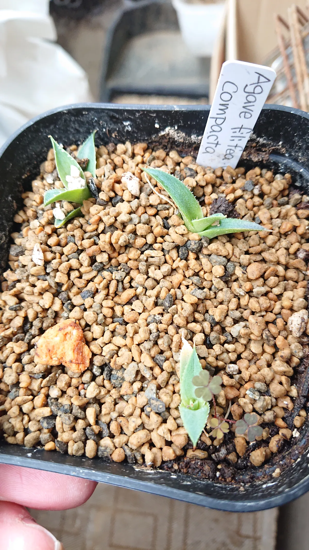 Agave filifera var. compacta (アガベ フィリフェラコンパクタ)