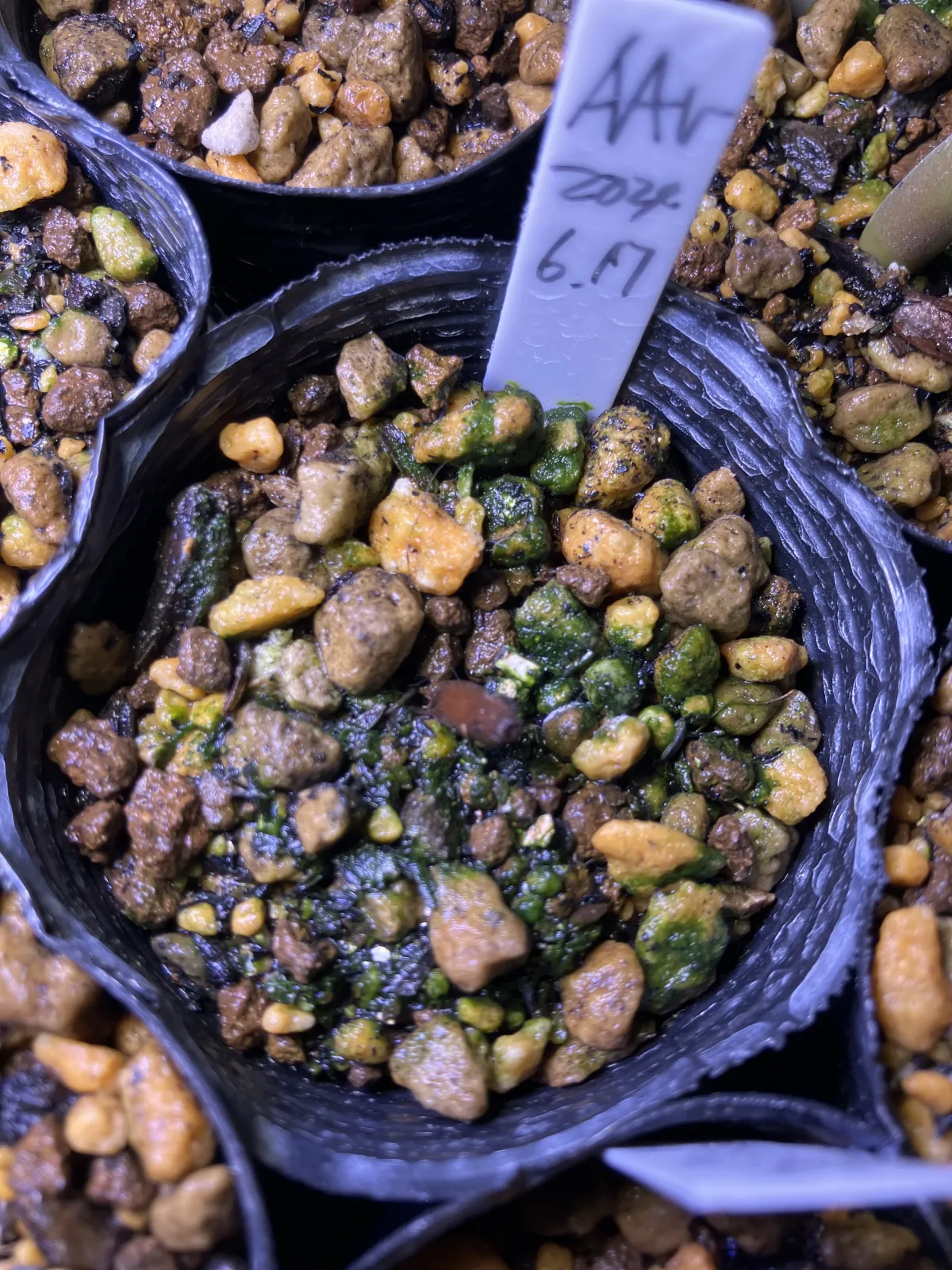 Adenium arabicum Rashiny (アデニウム アラビカム ラシニー)