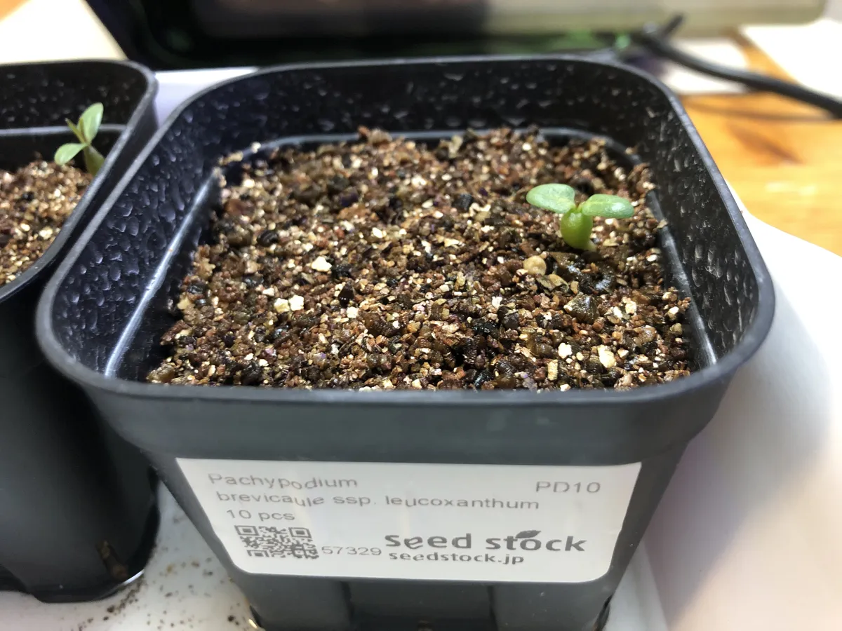 Pachypodium brevicaule subsp. leucoxanthum (パキポディウム レウコキサンツム)