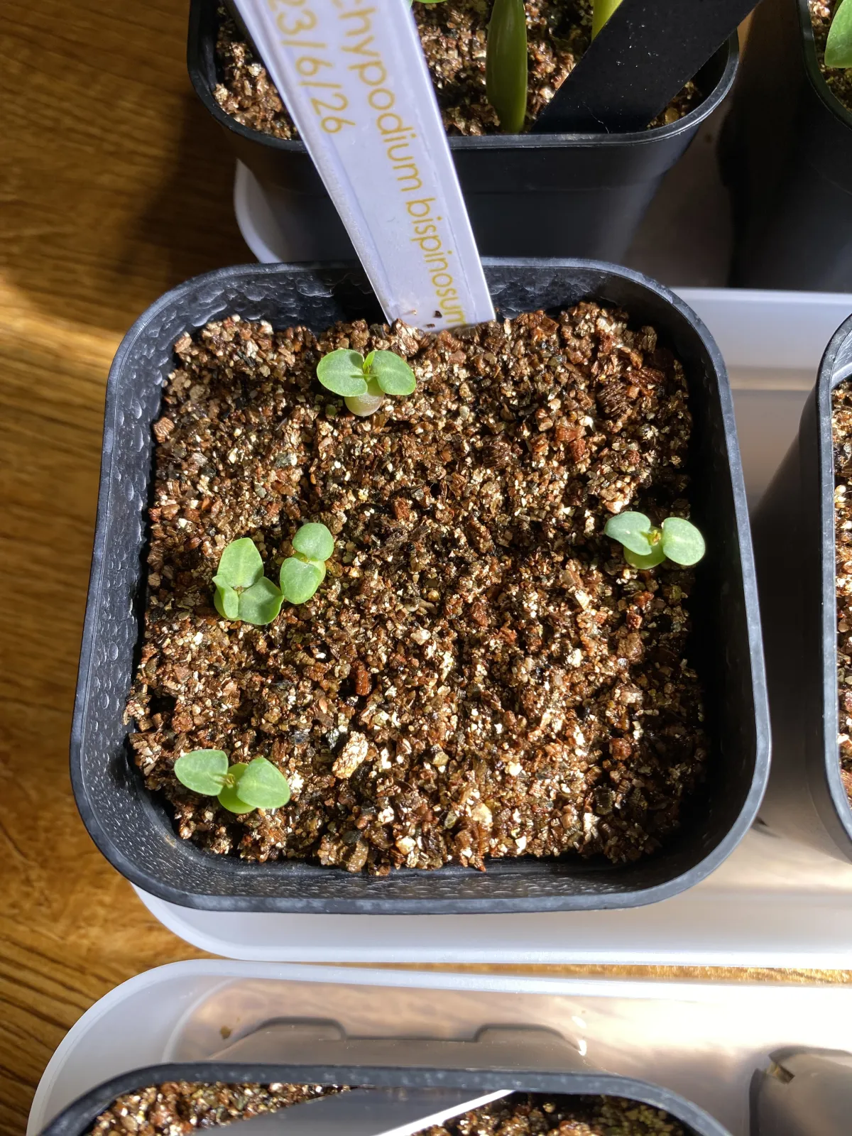 Pachypodium bispinosum (パキポディウム ビスピノーサム)