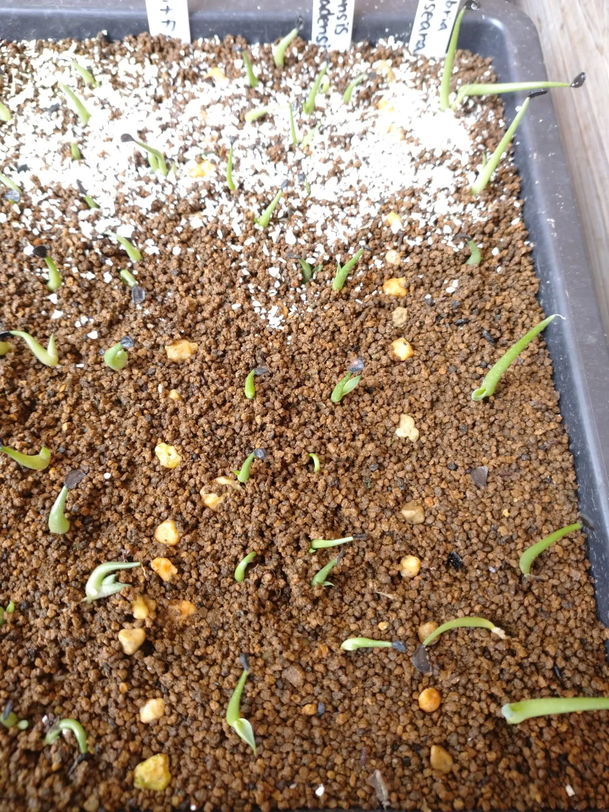 Agave sobria subsp. roseana (アガベ ソブリア ロゼアナ)