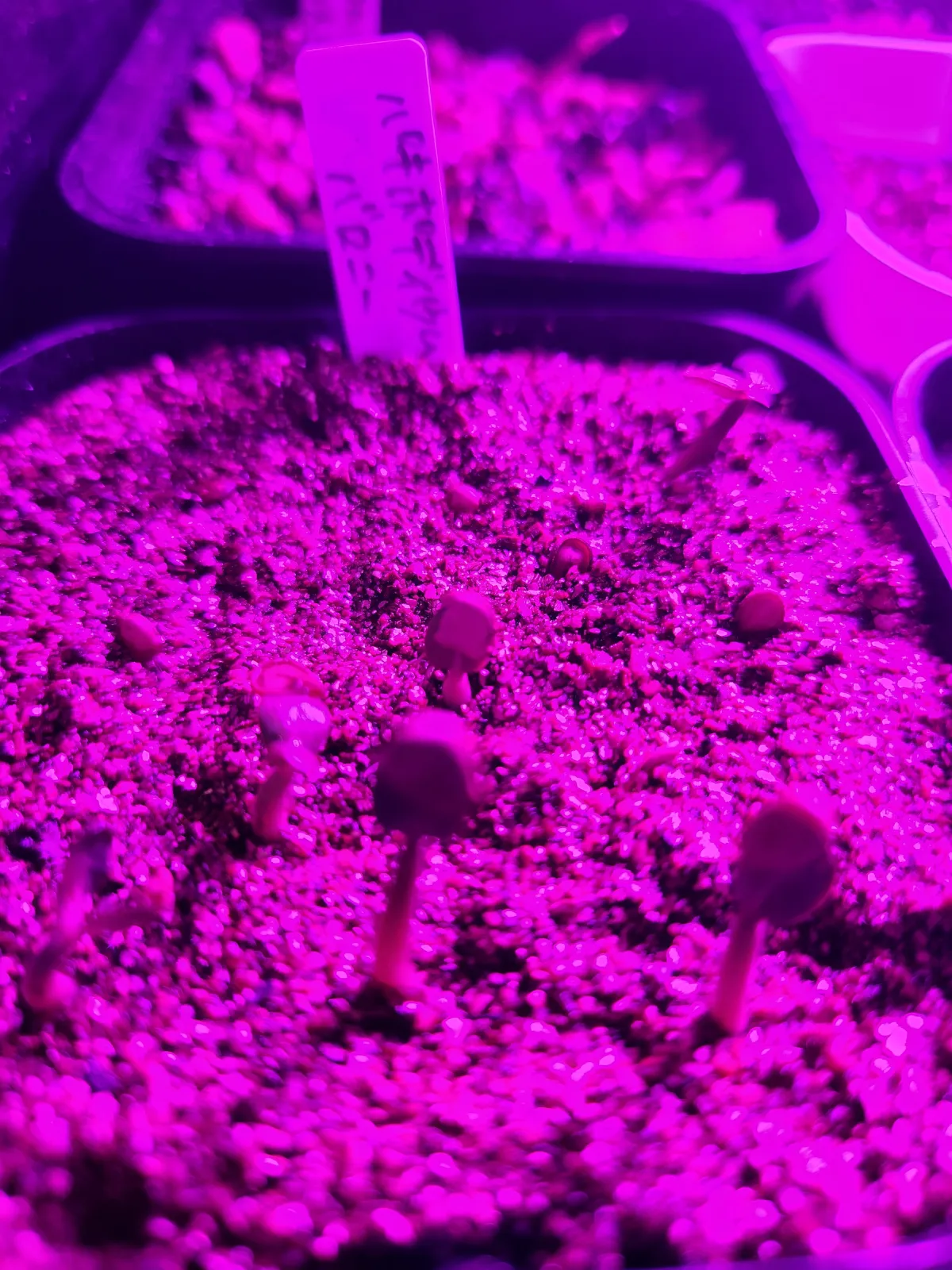 Pachypodium baronii (パキポディウム バロニー)