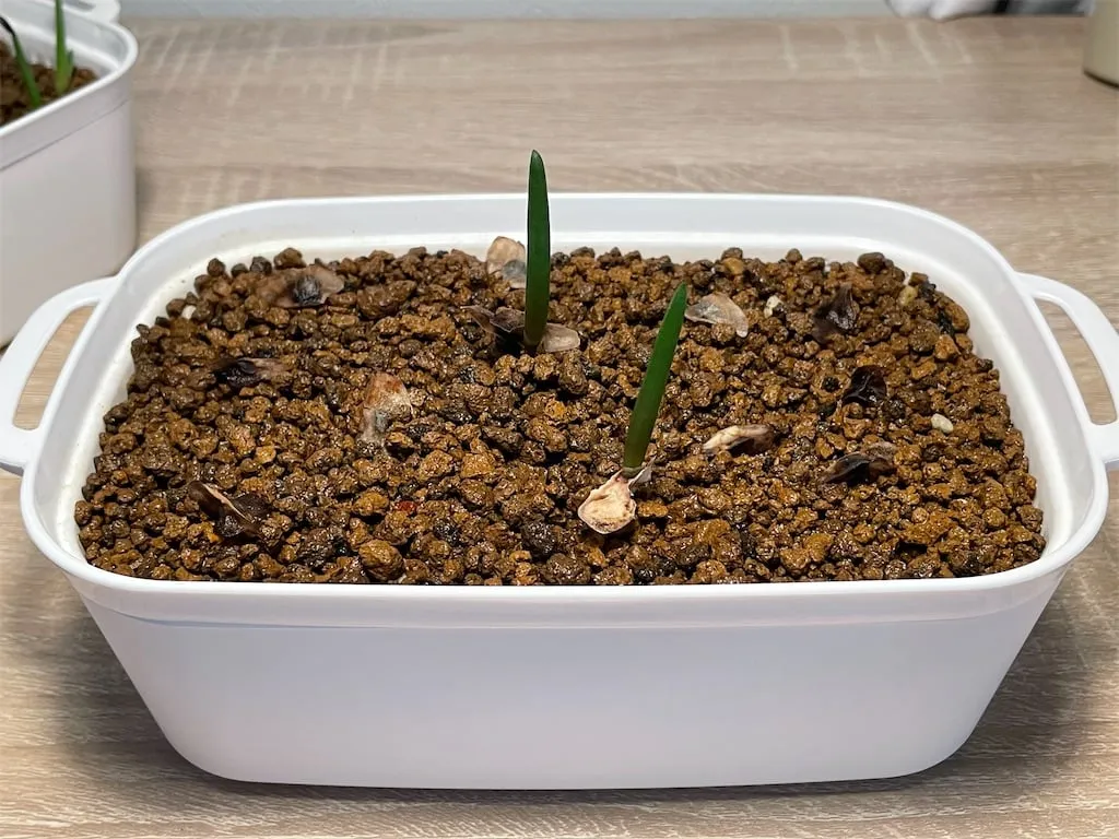 Aloidendron barberae (アロエ バルベラエ)