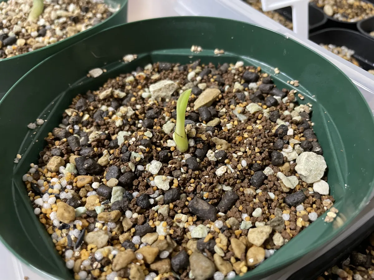 Strelitzia nicolai (ストレリチア ニコライ)