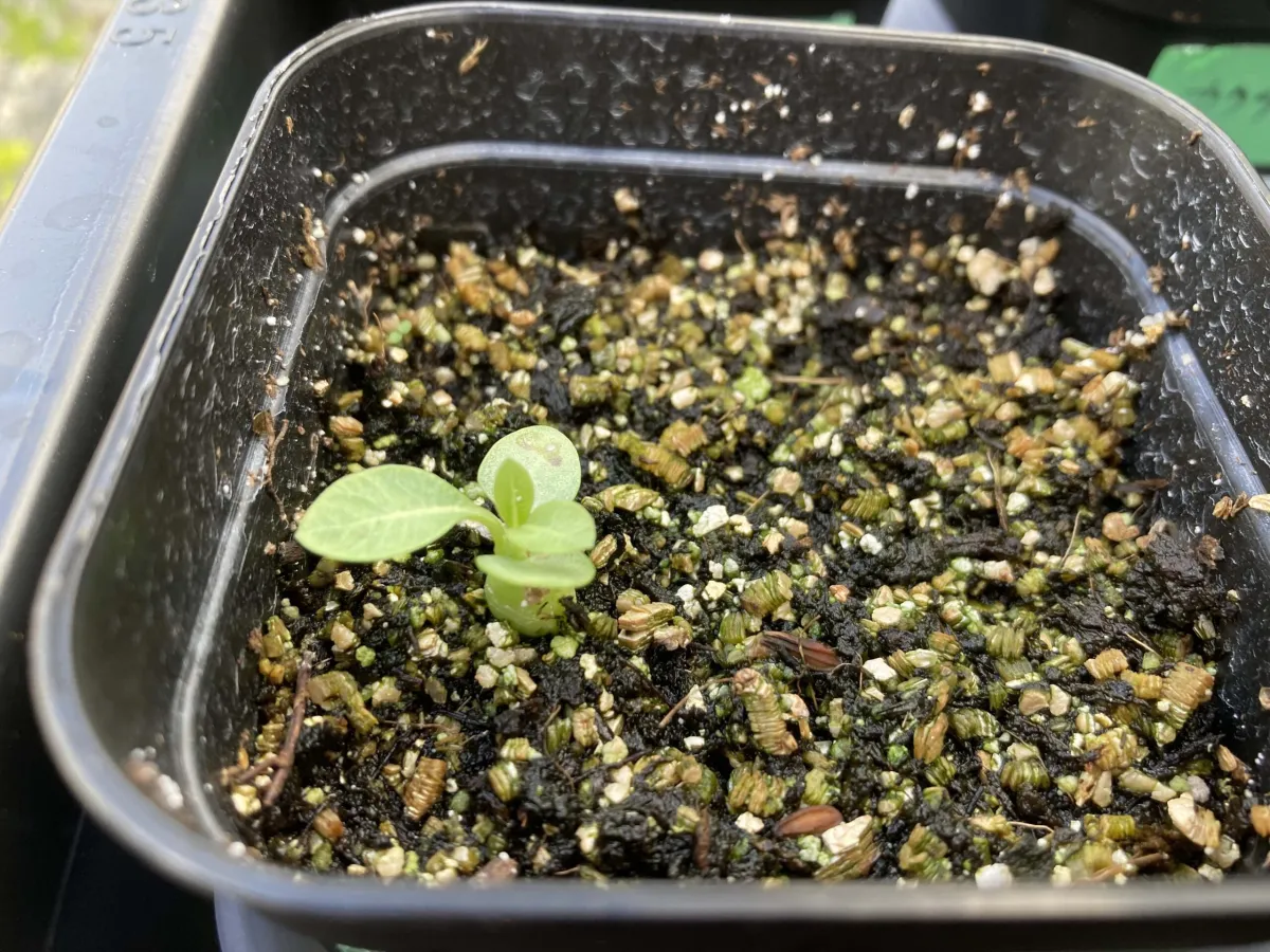 Pachypodium rosulatum var. eburneum (パキポディウム エブレネウム)