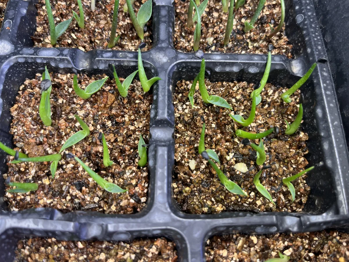  アガベ エボリスピナ ヴェガス 2023 Agave utahensis var. eborispina 'Vegas' Lot.2023