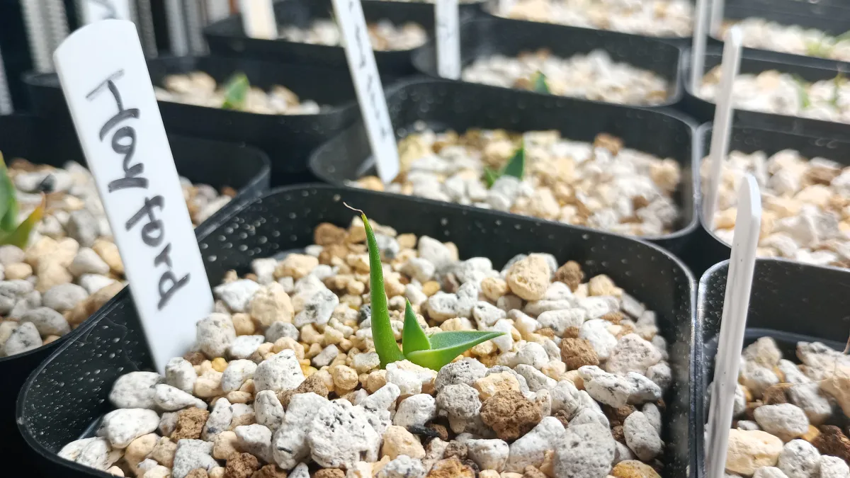 Agave utahensis var. eborispina 'Hayford' (アガベ エボリスピナ ヘイフォード)