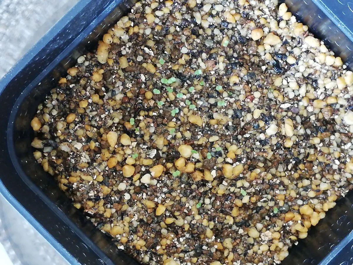 Echeveria agavoides 'Romeo' (エケベリア アガボイデス ロメオ)