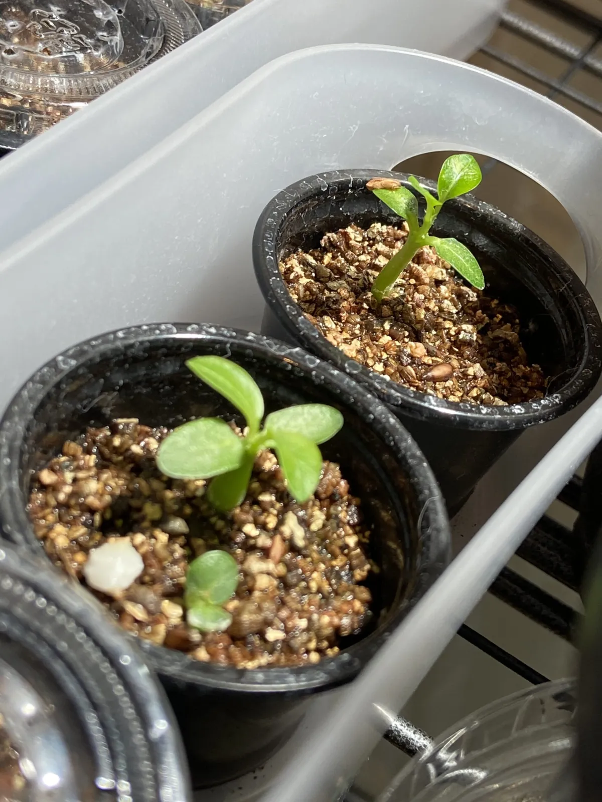 Pachypodium brevicaule subsp. leucoxanthum (パキポディウム レウコキサンツム)