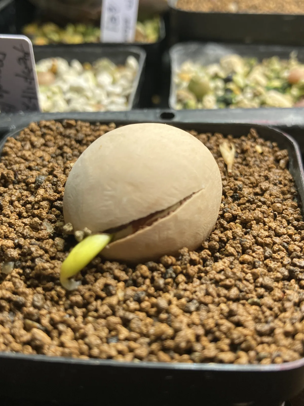 Cycas cairnsiana (サイカス カイルンシアナ)