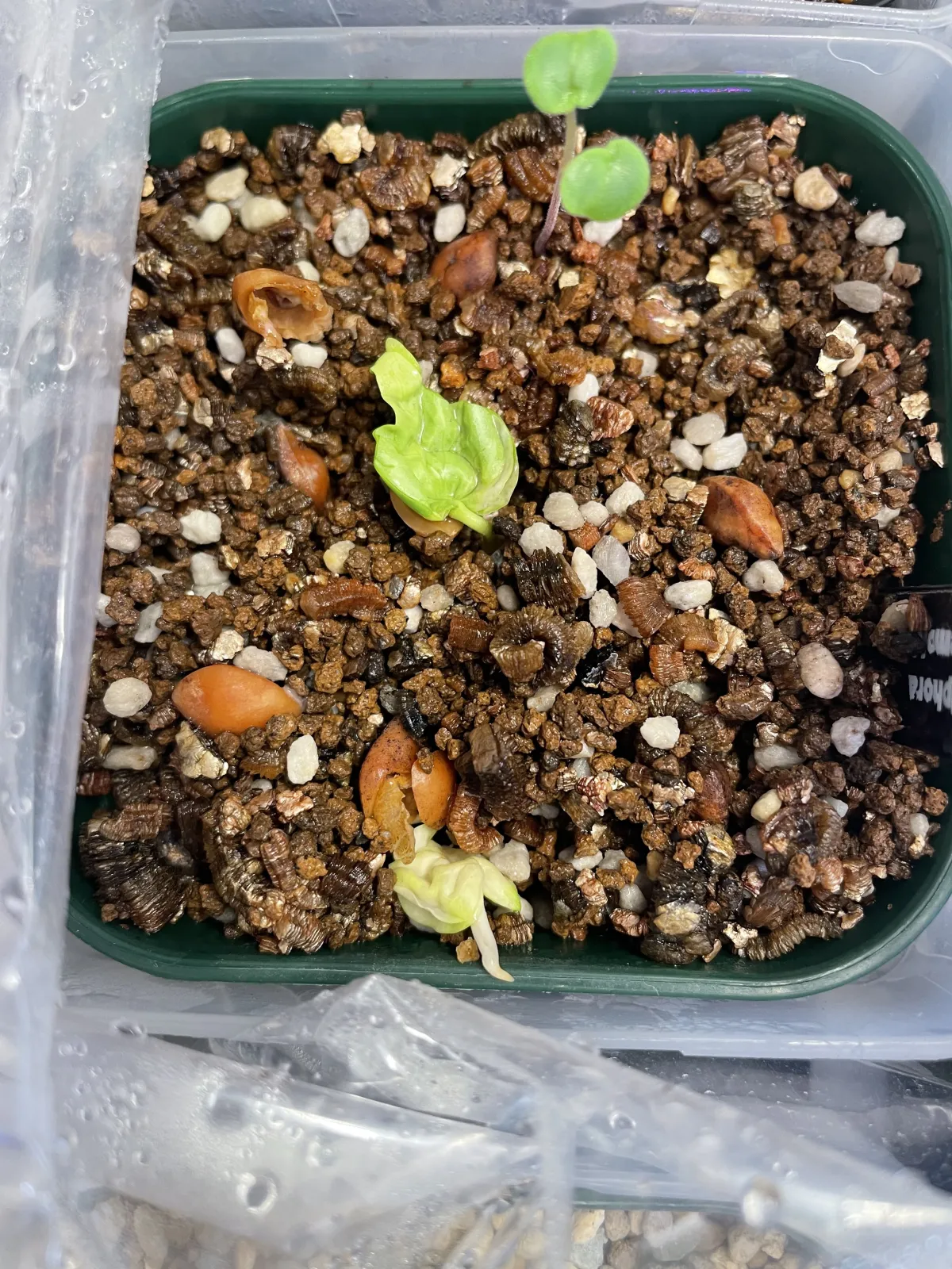 Commiphora hyphaenoides sp. tulear (コミフォラ ヒファエノイデス)