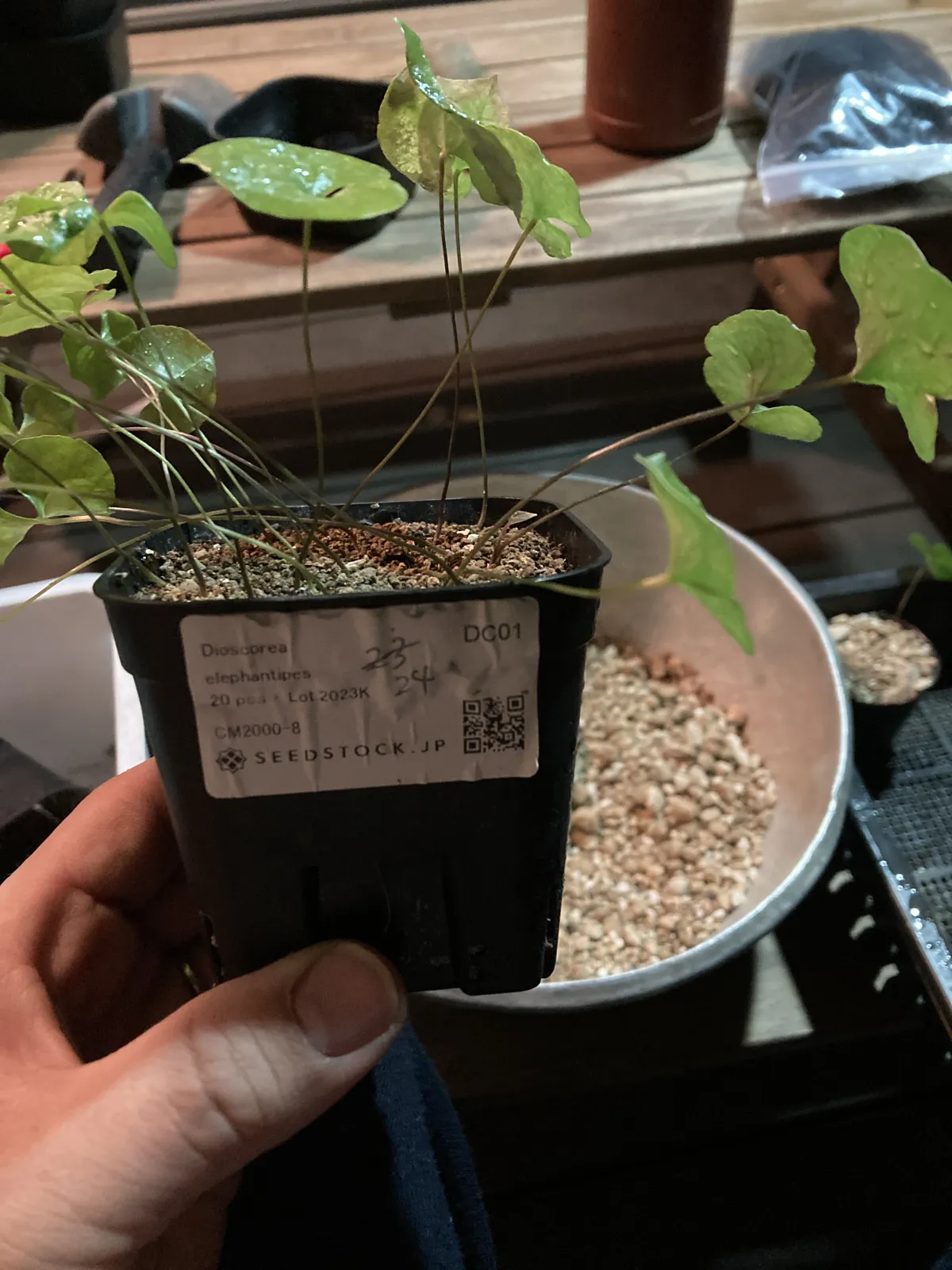 Dioscorea elephantipes (ディオスコレア エレファンティペス2023F)